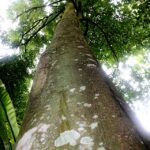 自然のみが創りだせる、神秘の香り　【沈香、白檀、乳香】