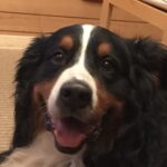 動物嗅覚選手権！