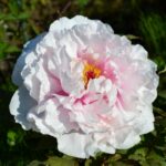 かおり風景100選・東北②【南部町長谷ぼたん園】