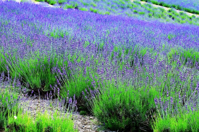 富良野ラベンダー