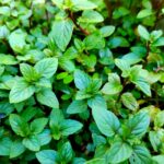 かおり風景100選・北海道②【北見のハッカ】