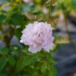 かおり風景100選・東北⑫【東沢バラ園】