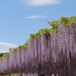 かおり風景100選・関東②【今市竜蔵寺の藤と線香】