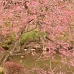 かおり風景100選・関東①【偕楽園の梅林】