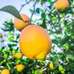 金運アップする香り？【使い方もご紹介】